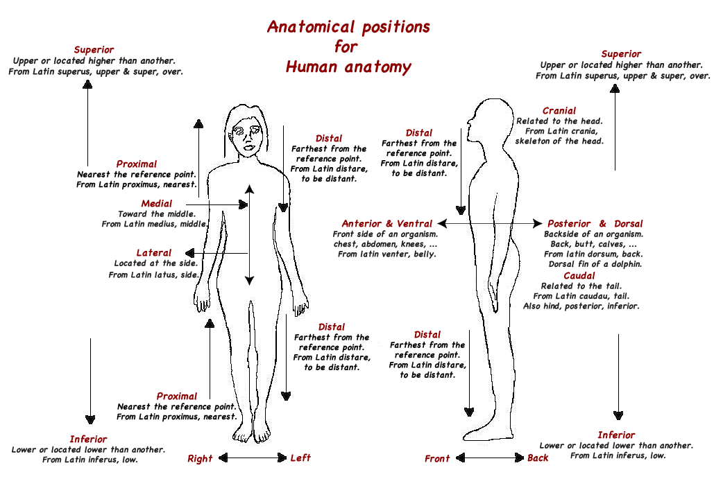 Anatomical postions image