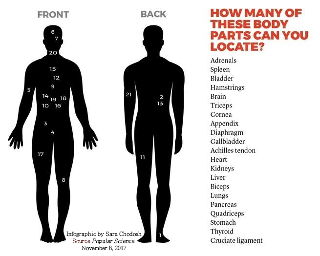 Anatomy quiz diagram