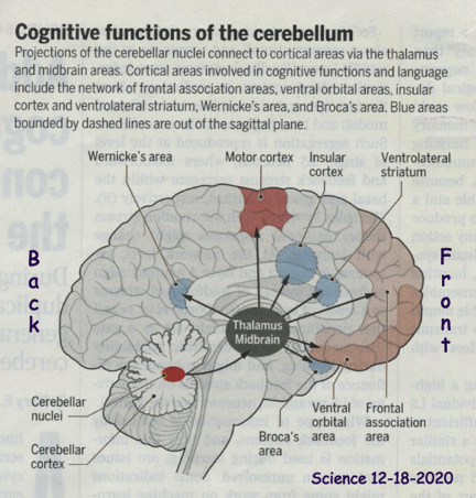 Cerebellum diagram