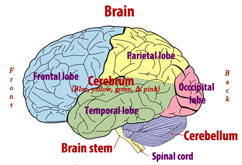 Brain diagram