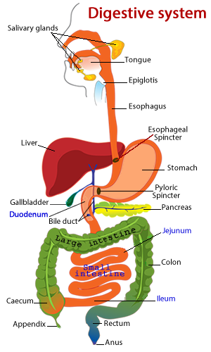 Digestive system diagram