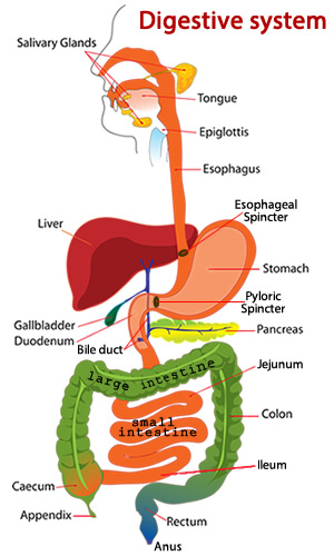 Digestive system diagram