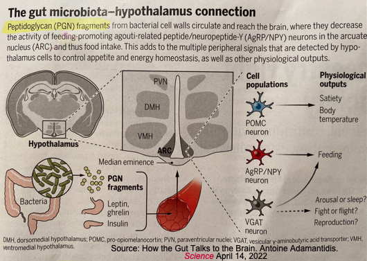 Gut microbiota-hypothalamus connection Gut microbiota-hypothalamus connection