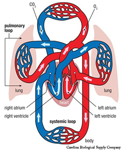 Blood loop Blood loop