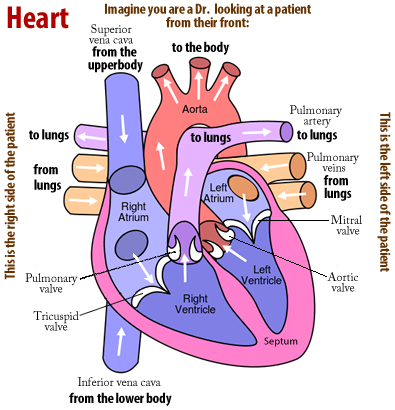 Heart diagram