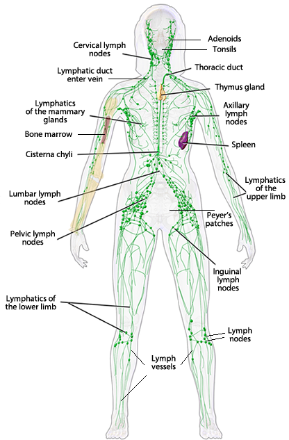 Lymph system diagram