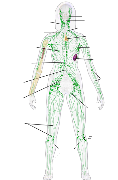 lymph system diagram