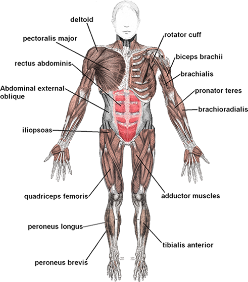 Muscles front view diagram