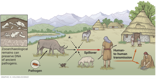 Pathogen transfer