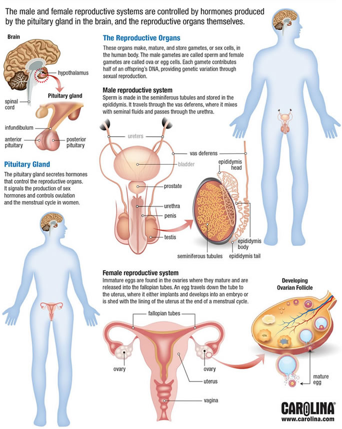 Reproduction system diagrams