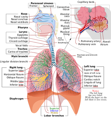 Respiratory system diagram