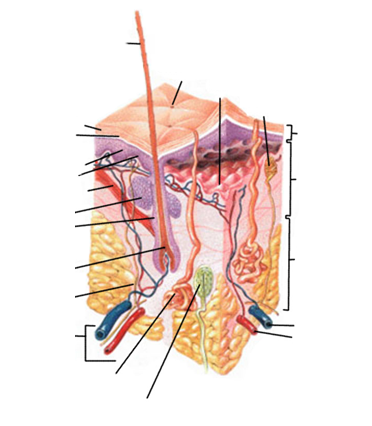 skin diagram