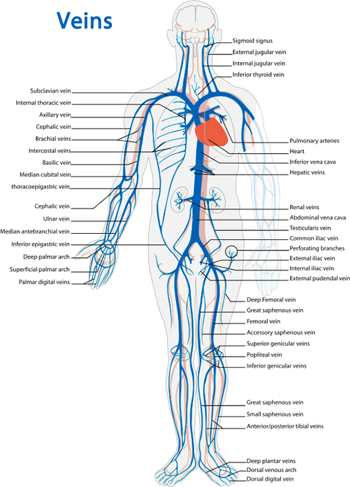 Veins diagram
