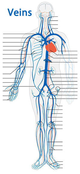Veins diagram