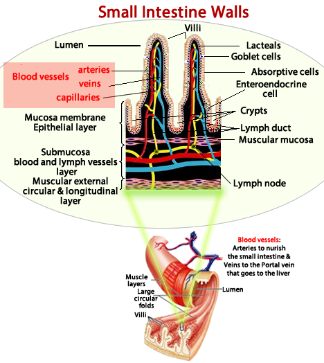 Intestine wall diagram