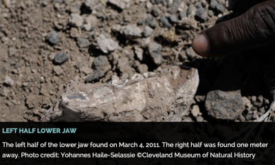 

Australopithecus deyiremeda jaw