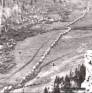 Custer wagon train
