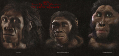 Hominins