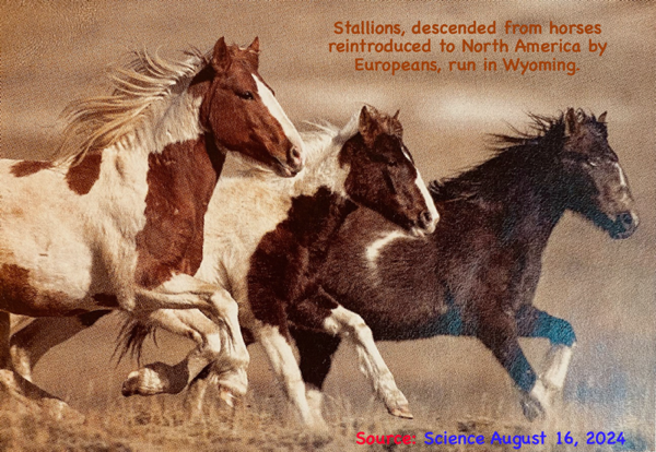 Today's descendents of horses reintroduced in 1500's