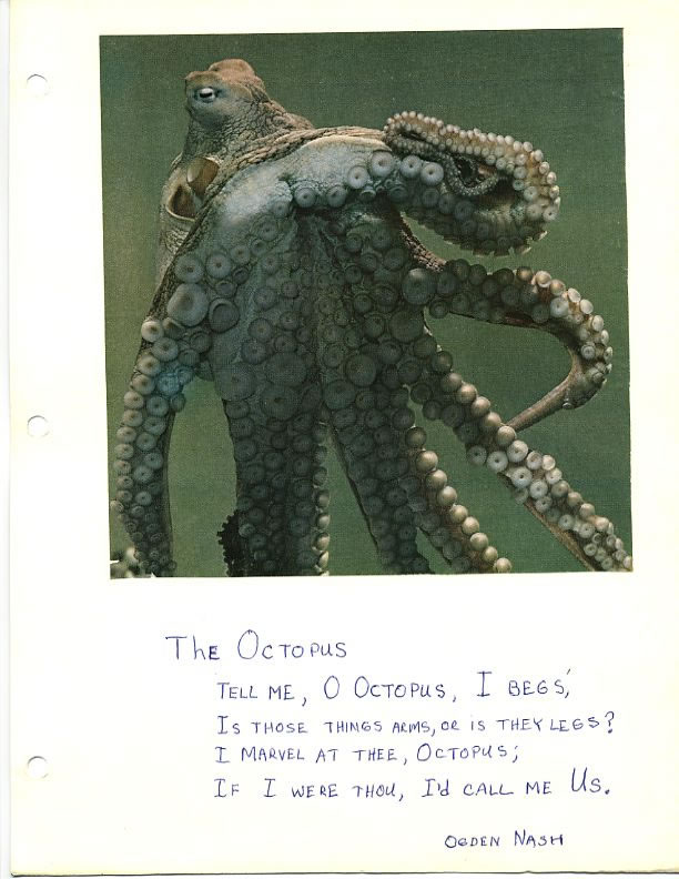 Octopus