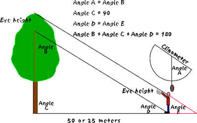 Diagram how to use clinometer
