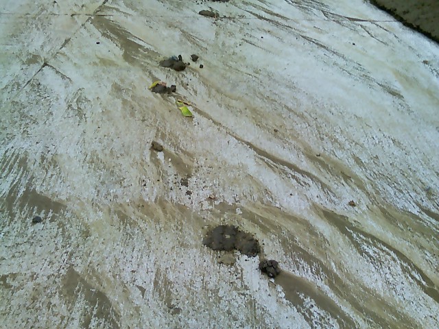 Erosion and ant rebuilds