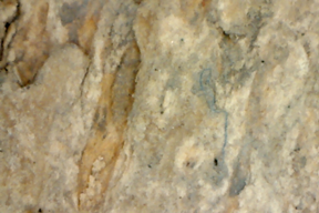 Bone or Bark 50 x
