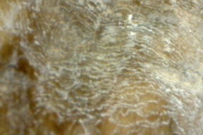Petrified bone 