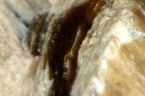 Petrified bone 