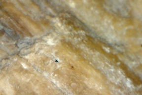 Petrified bone 