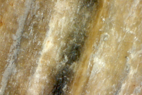 Petrified bone 