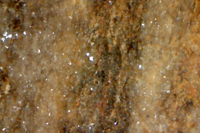 Petrified wood 