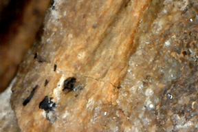 Petrified wood 