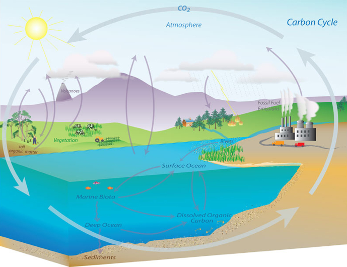 Carbon cycle