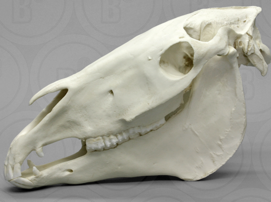 Horse skull