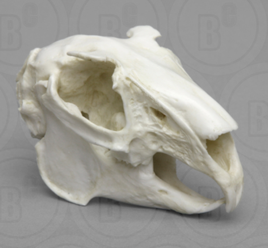 Rabbit skull