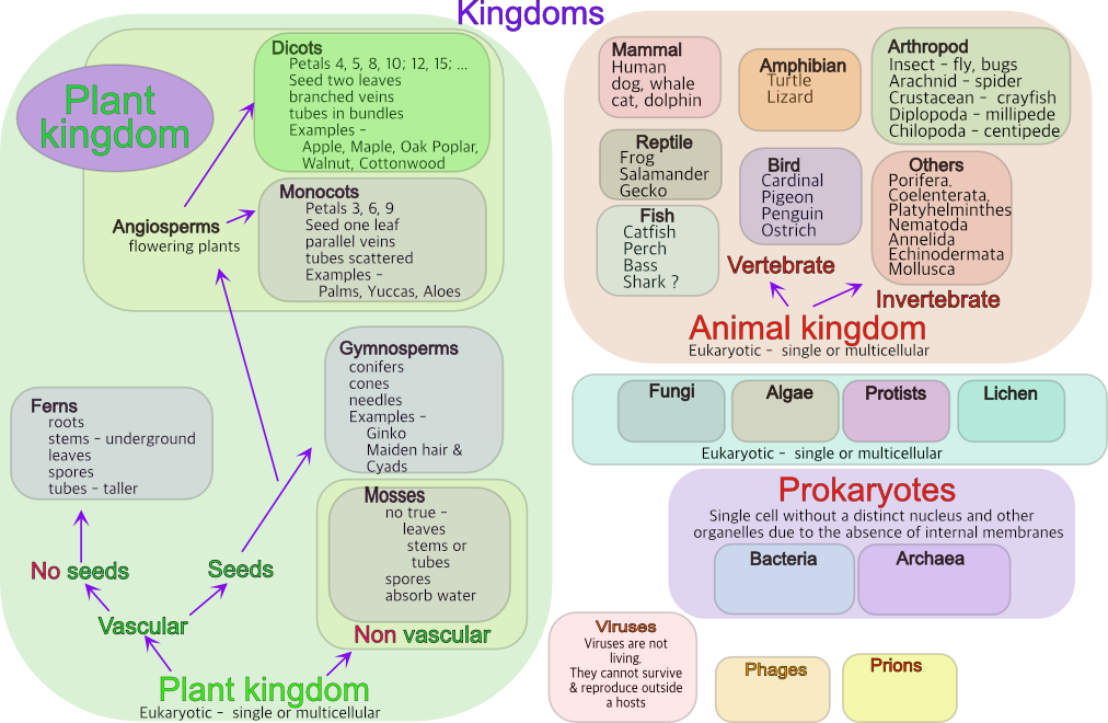 Kingdoms with examples