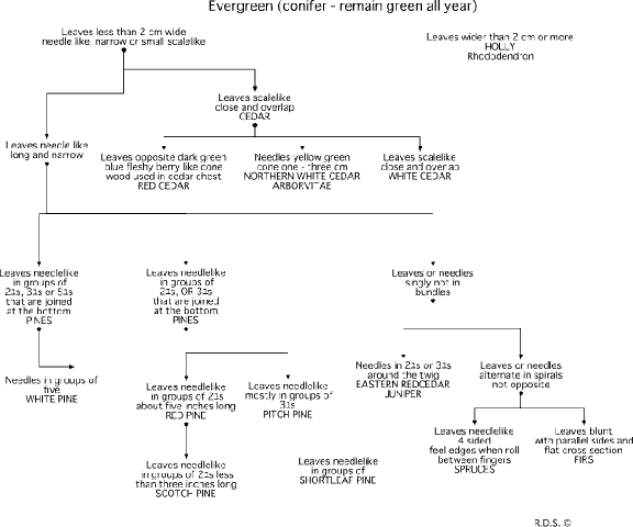 Conifier leaf guide text only