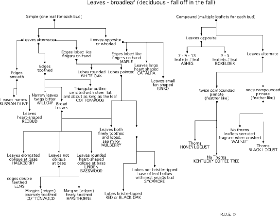 Deciduous leaf guide no illustrations