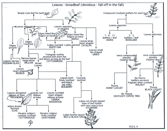 Leaf guide deciduous