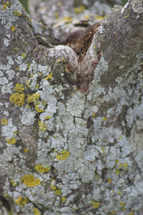Lichen close-p