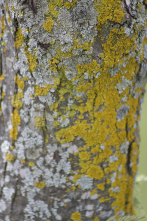 Lichen close-up