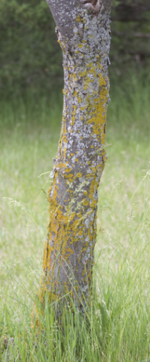 Tree with lichen