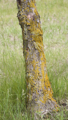 Tree with lichen