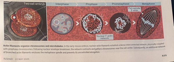 Mouse mitosis phases