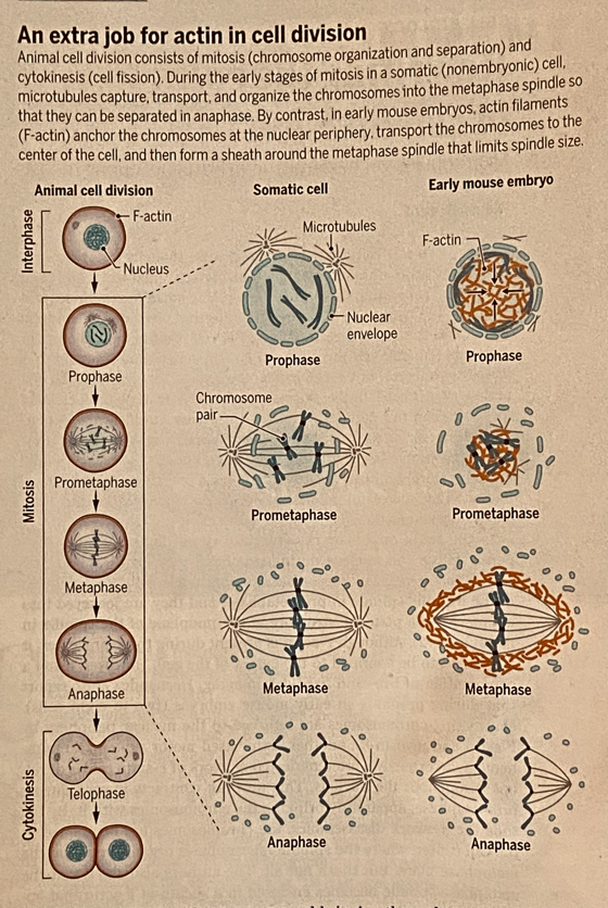 Mitosis and actin