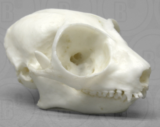 Mouse skull