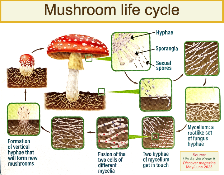 Mushroom life cycle