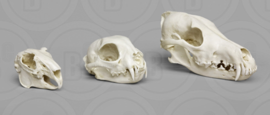 Predato prey skulls