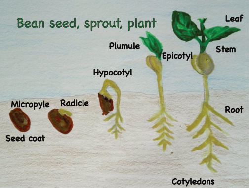 Sprouts